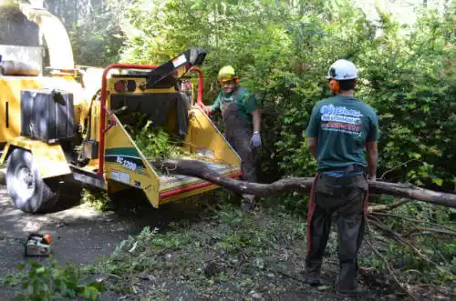 tree services San Ramon